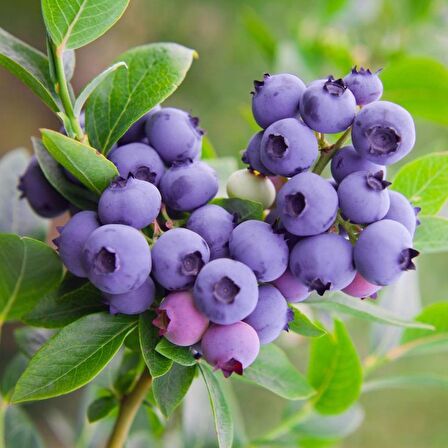 Yaban Mersini meyve fidanı[ Vaccinium myrtillus]